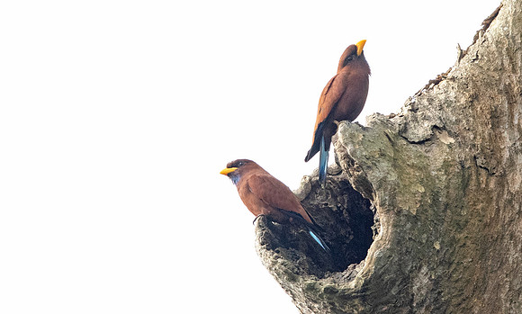 Blue-throated roller (Eurystomus gularis)