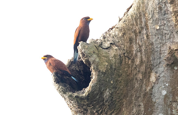 Blue-throated roller (Eurystomus gularis)