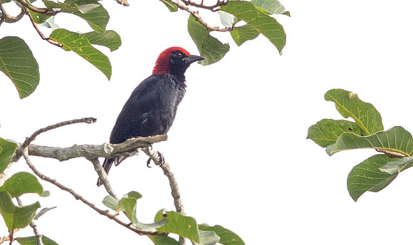 Red-headed malimbe (Malimbus rubricollis)