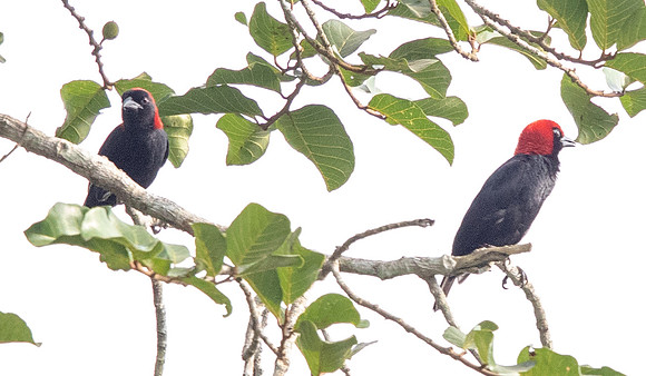 Red-headed malimbe (Malimbus rubricollis)