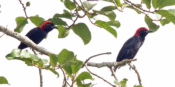 Red-headed malimbe (Malimbus rubricollis)