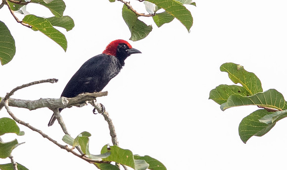 Red-headed malimbe (Malimbus rubricollis)