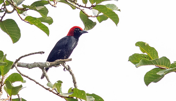 Red-headed malimbe (Malimbus rubricollis)
