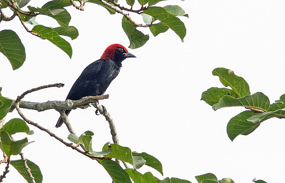 Red-headed malimbe (Malimbus rubricollis)