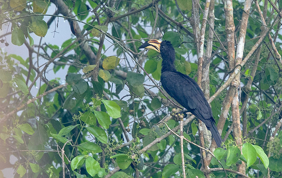 African pied hornbill (Lophoceros fasciatus)