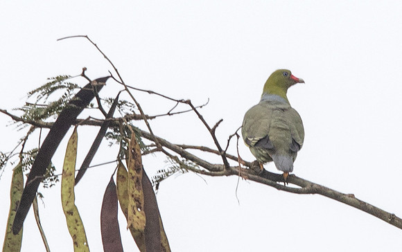 African green pigeon (Treron calvus)
