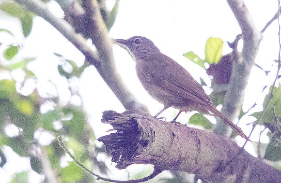 Ansorge's greenbul (Eurillas ansorgei)