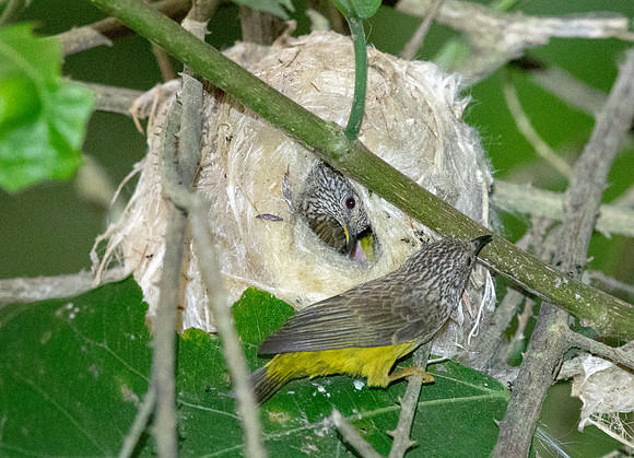 Tit hylia (Pholidornis rushiae)