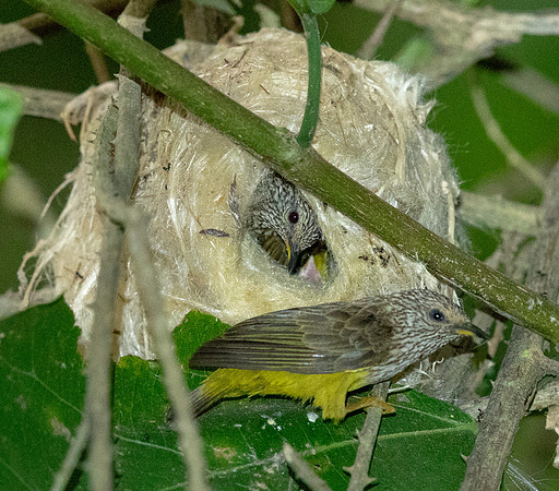 Tit hylia (Pholidornis rushiae)