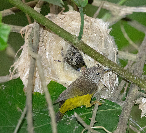 Tit hylia (Pholidornis rushiae)
