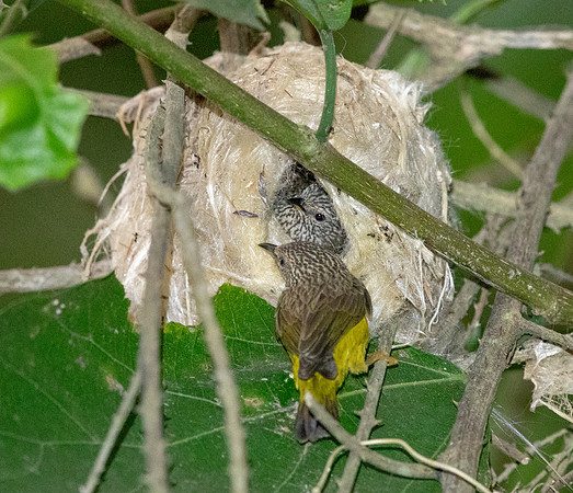 Tit hylia (Pholidornis rushiae)