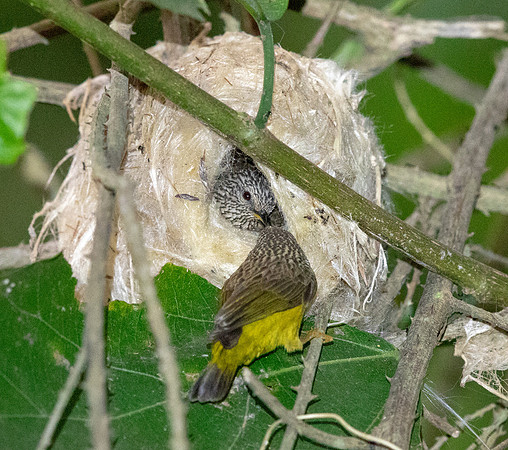 Tit hylia (Pholidornis rushiae)