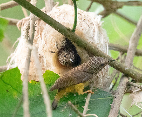 Tit hylia (Pholidornis rushiae)