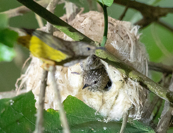 Tit hylia (Pholidornis rushiae)
