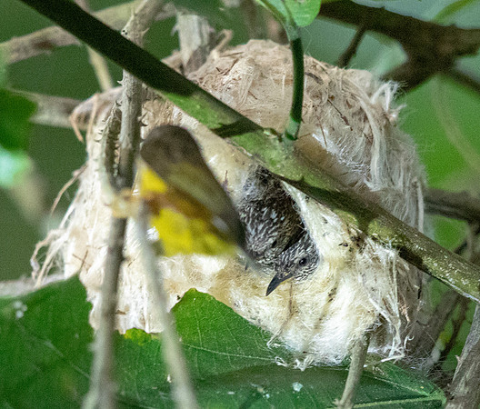 Tit hylia (Pholidornis rushiae)