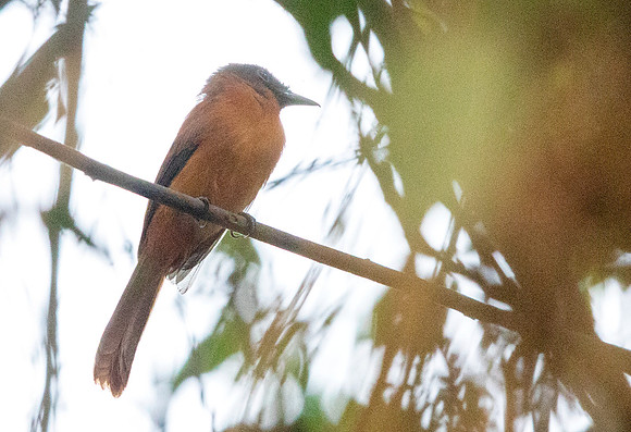 Red-bellied paradise flycatcher (Terpsiphone rufiventer)