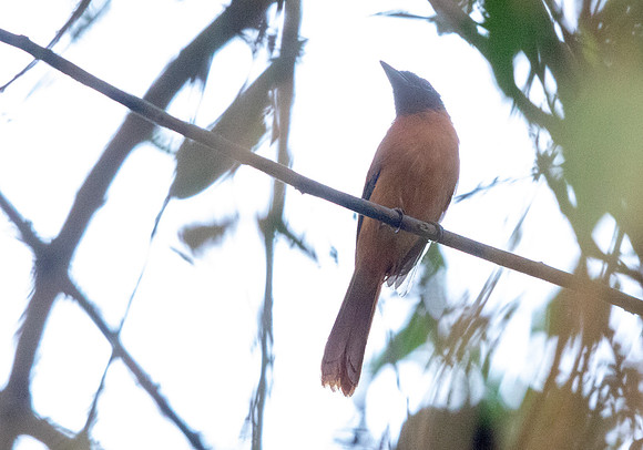 Red-bellied paradise flycatcher (Terpsiphone rufiventer)