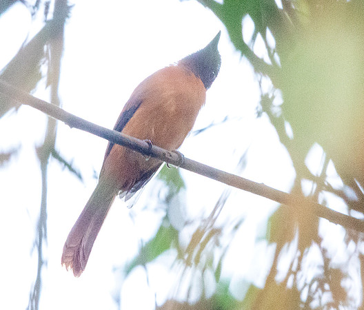 Red-bellied paradise flycatcher (Terpsiphone rufiventer)