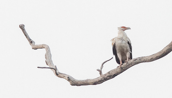 Palm-nut vulture (Gypohierax angolensis)