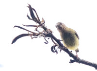 Lemon-bellied crombec (Sylvietta denti)