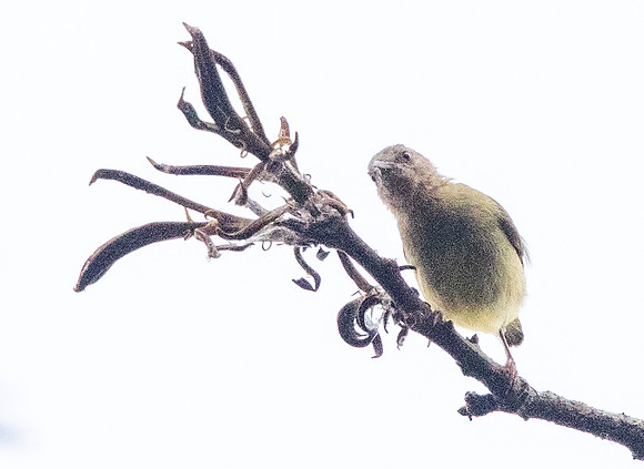 Lemon-bellied crombec (Sylvietta denti)