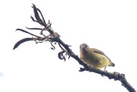 Lemon-bellied crombec (Sylvietta denti)