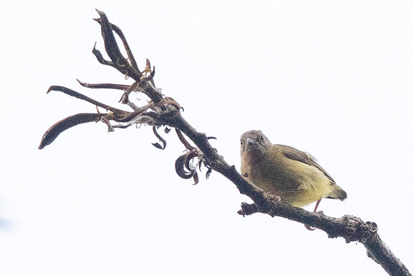 Lemon-bellied crombec (Sylvietta denti)
