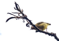 Lemon-bellied crombec (Sylvietta denti)