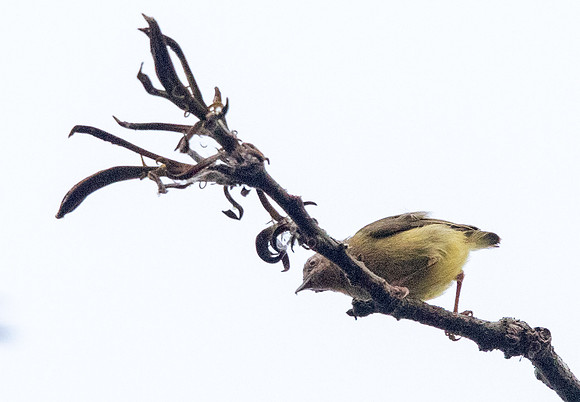 Lemon-bellied crombec (Sylvietta denti)