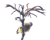 Lemon-bellied crombec (Sylvietta denti)