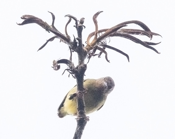 Lemon-bellied crombec (Sylvietta denti)