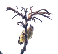 Lemon-bellied crombec (Sylvietta denti)