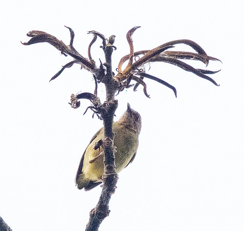 Lemon-bellied crombec (Sylvietta denti)