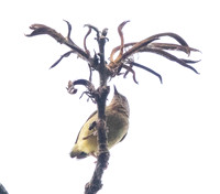Lemon-bellied crombec (Sylvietta denti)