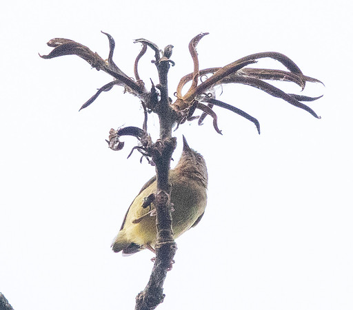 Lemon-bellied crombec (Sylvietta denti)