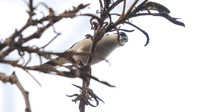 White-breasted nigrita (Nigrita fusconotus)
