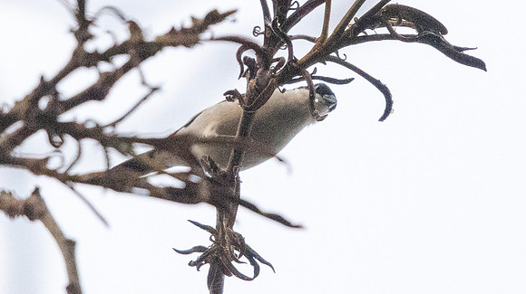 White-breasted nigrita (Nigrita fusconotus)