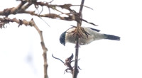White-breasted nigrita (Nigrita fusconotus)