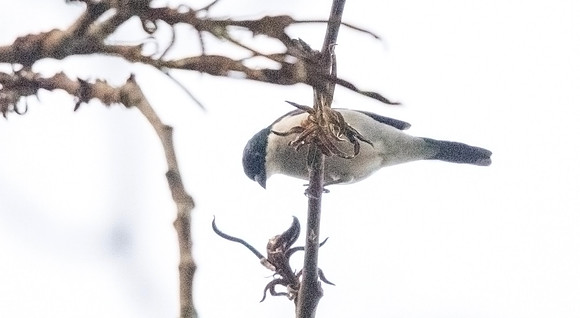 White-breasted nigrita (Nigrita fusconotus)
