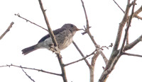 Little grey flycatcher (Muscicapa epulata)
