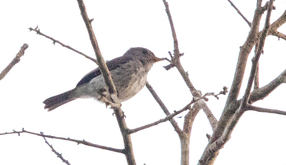 Little grey flycatcher (Muscicapa epulata)