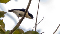 Violet-backed hyliota (Hyliota violacea)