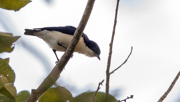 Violet-backed hyliota (Hyliota violacea)