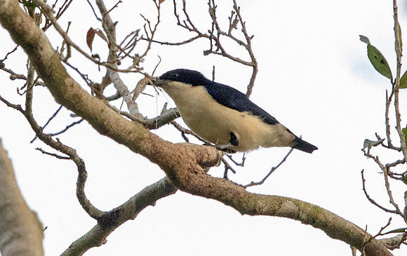 Violet-backed hyliota (Hyliota violacea)