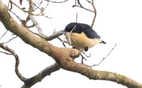 Violet-backed hyliota (Hyliota violacea)