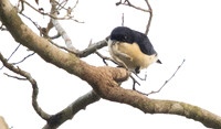 Violet-backed hyliota (Hyliota violacea)