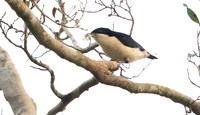 Violet-backed hyliota (Hyliota violacea)