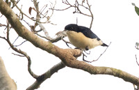Violet-backed hyliota (Hyliota violacea)