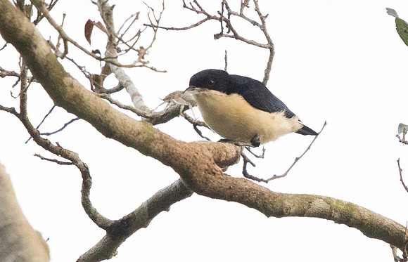 Violet-backed hyliota (Hyliota violacea)