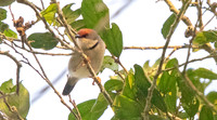 Rufous-crowned eremomela (Eremomela badiceps)